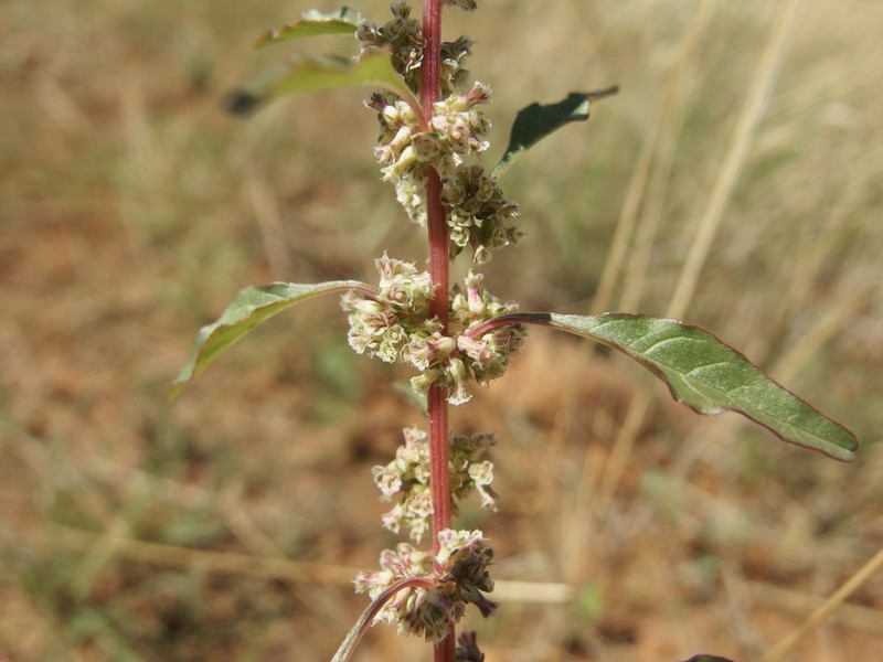 Trans-Pecos Amaranth photo 4