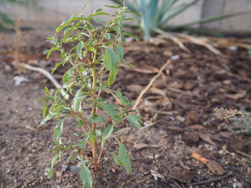 Trans-Pecos Amaranth photo 5