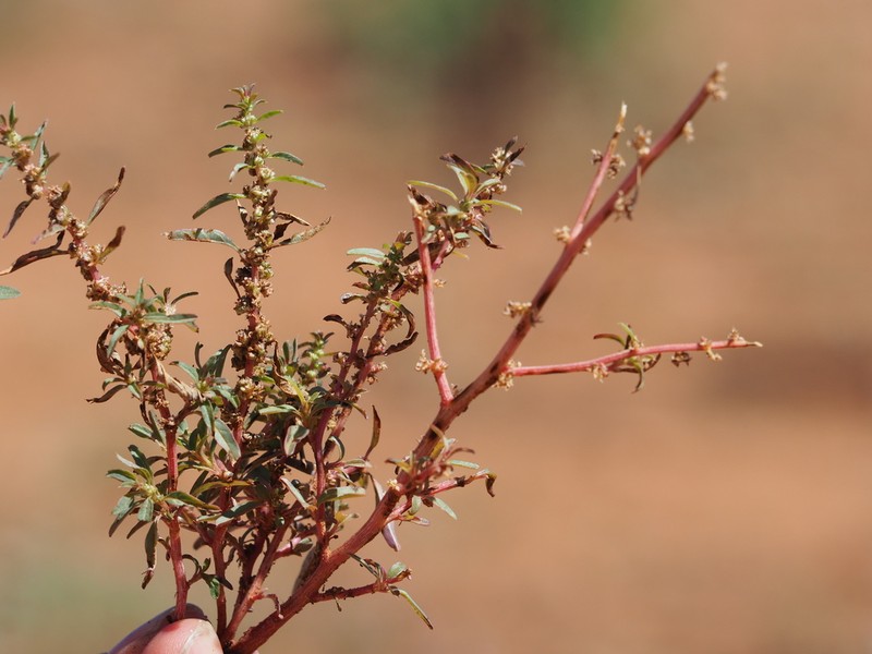 Trans-Pecos Amaranth photo 6