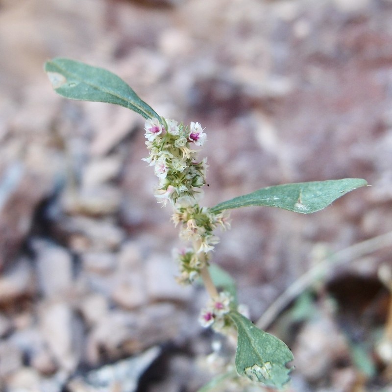 Trans-Pecos Amaranth photo 7