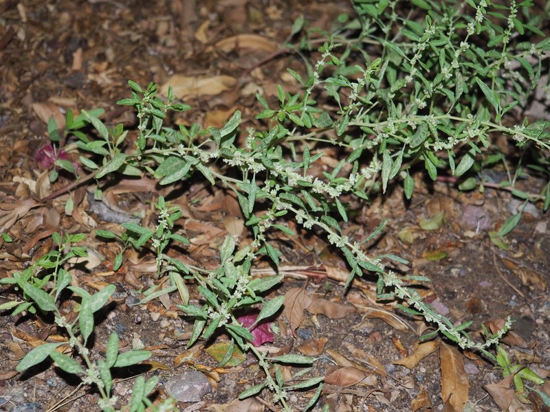 Trans-Pecos Amaranth photo 8