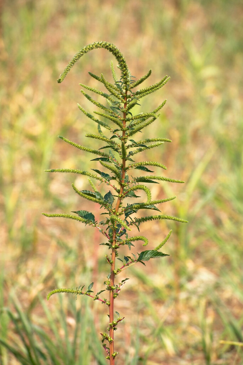 Carelessweed photo 2