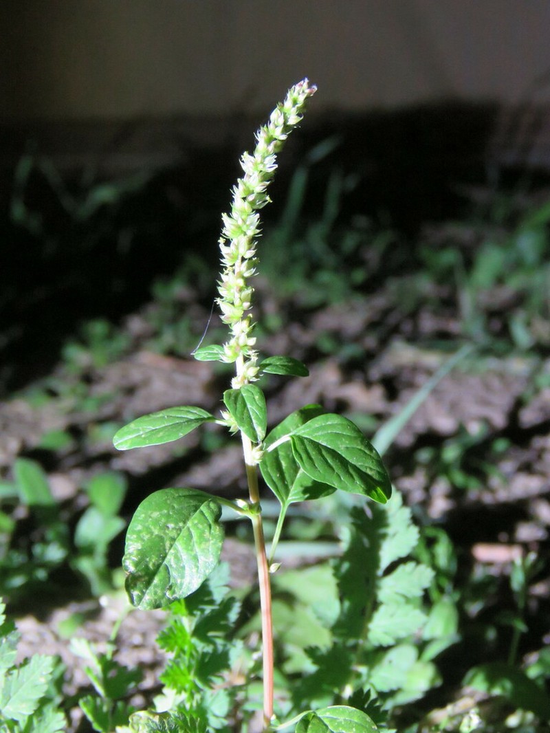 Carelessweed photo 3
