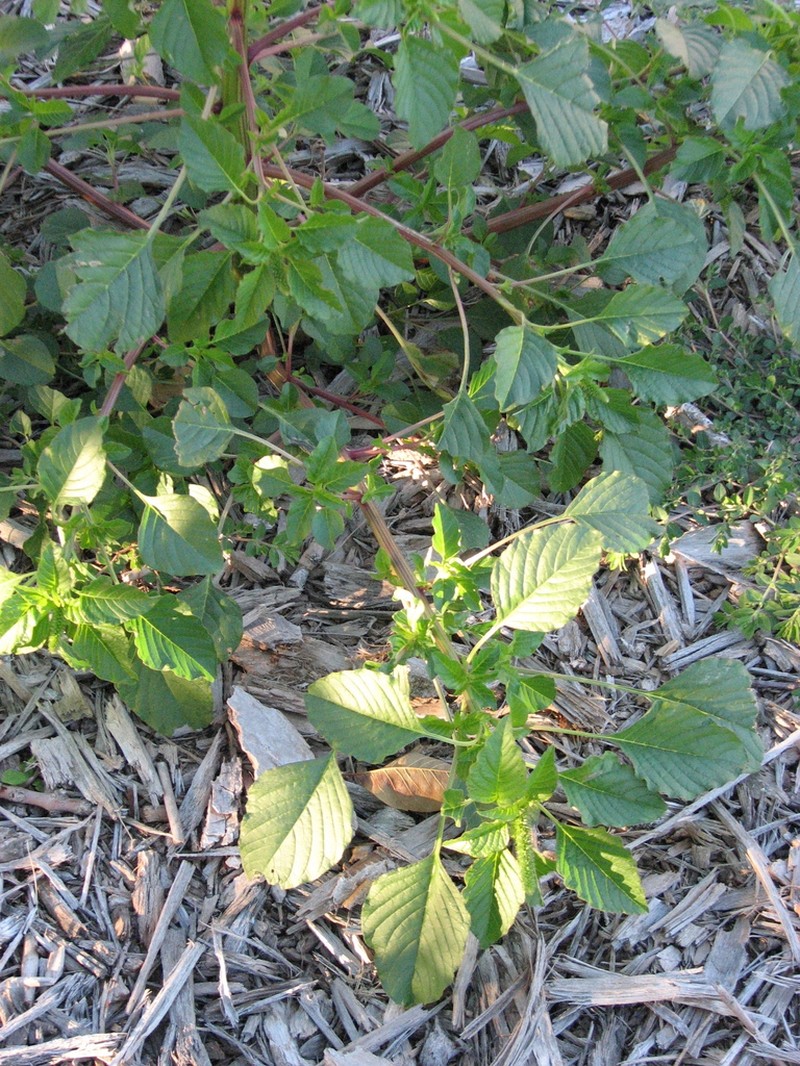 Carelessweed photo 4