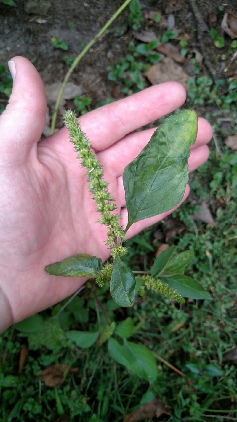Carelessweed photo 5
