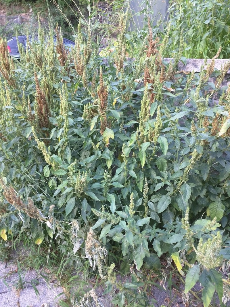Carelessweed photo 6