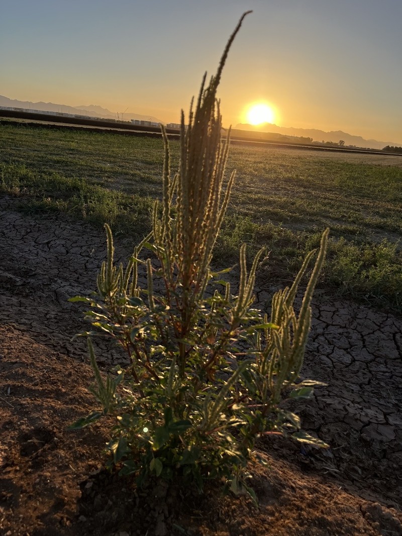 Carelessweed photo 8