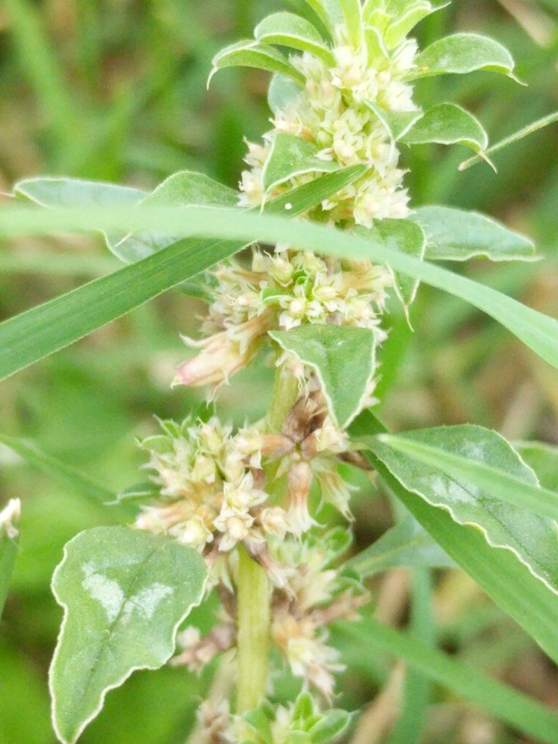 Tropical Amaranth