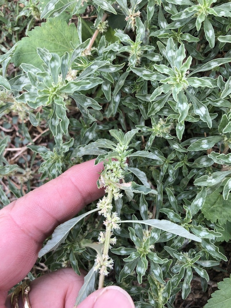 Tropical Amaranth photo 2