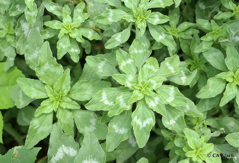 Tropical Amaranth photo 3
