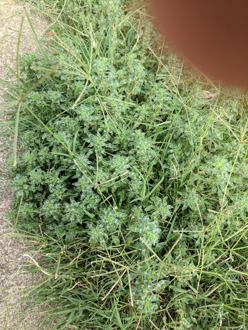 Tropical Amaranth photo 4