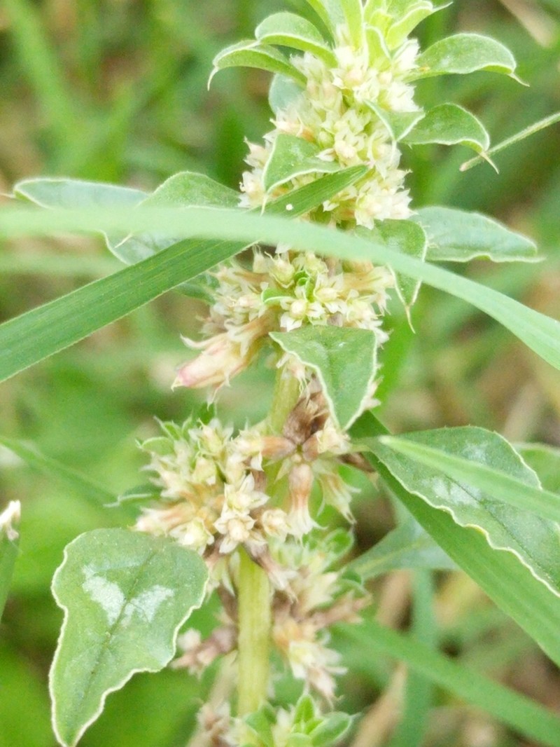 Tropical Amaranth photo 5