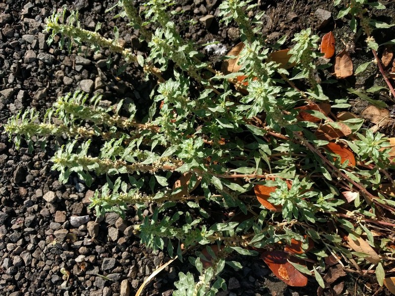 Tropical Amaranth photo 6