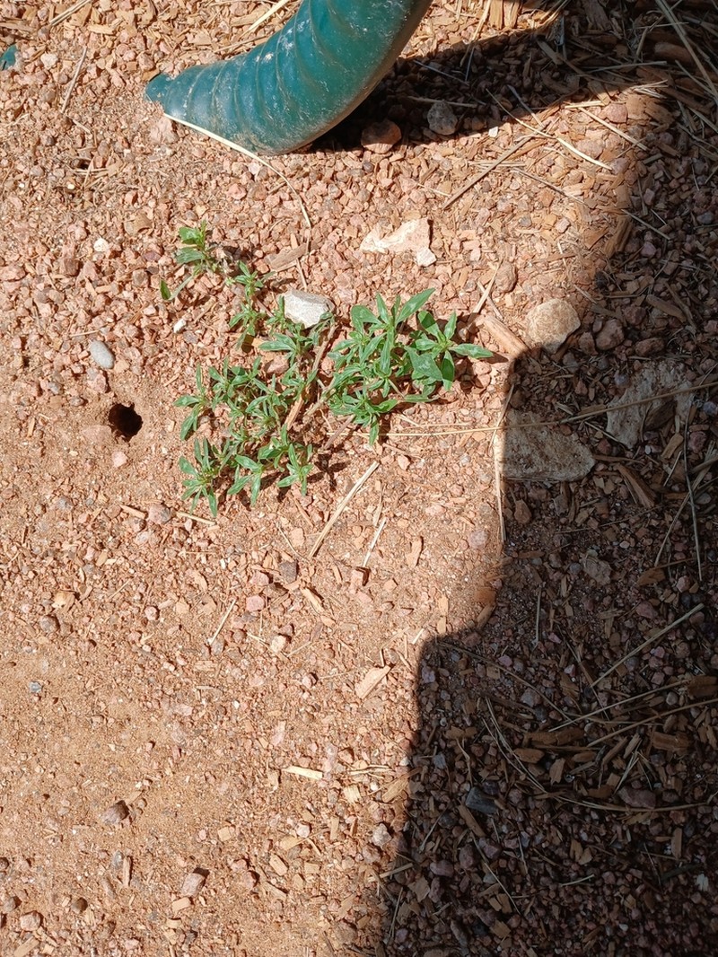 Tropical Amaranth photo 7