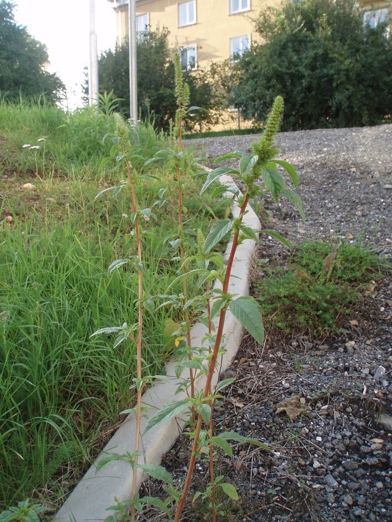 Powell's Amaranth photo 2