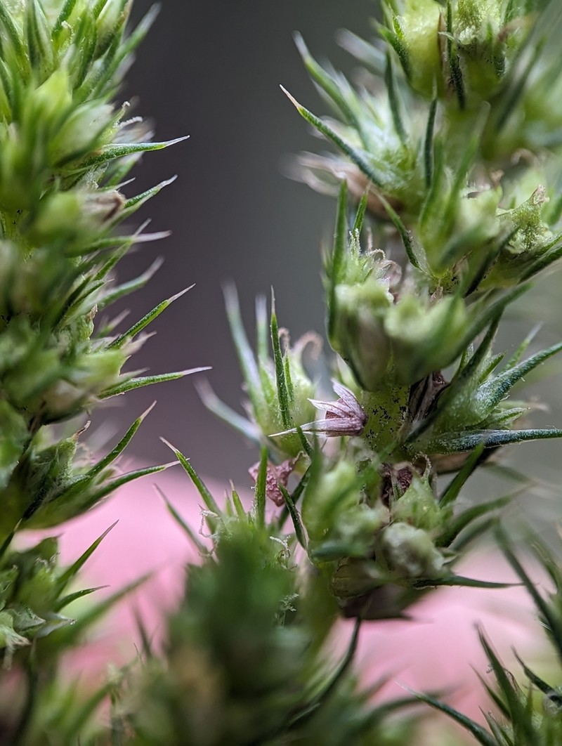 Powell's Amaranth photo 3