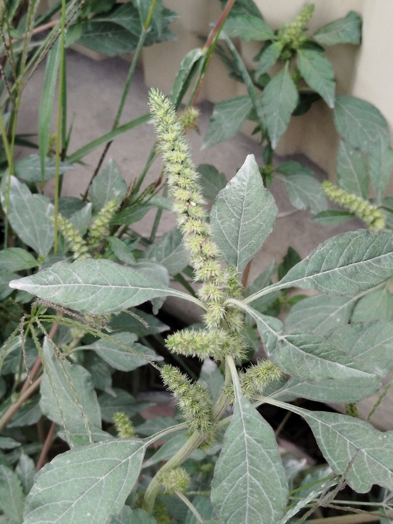 Powell's Amaranth photo 4