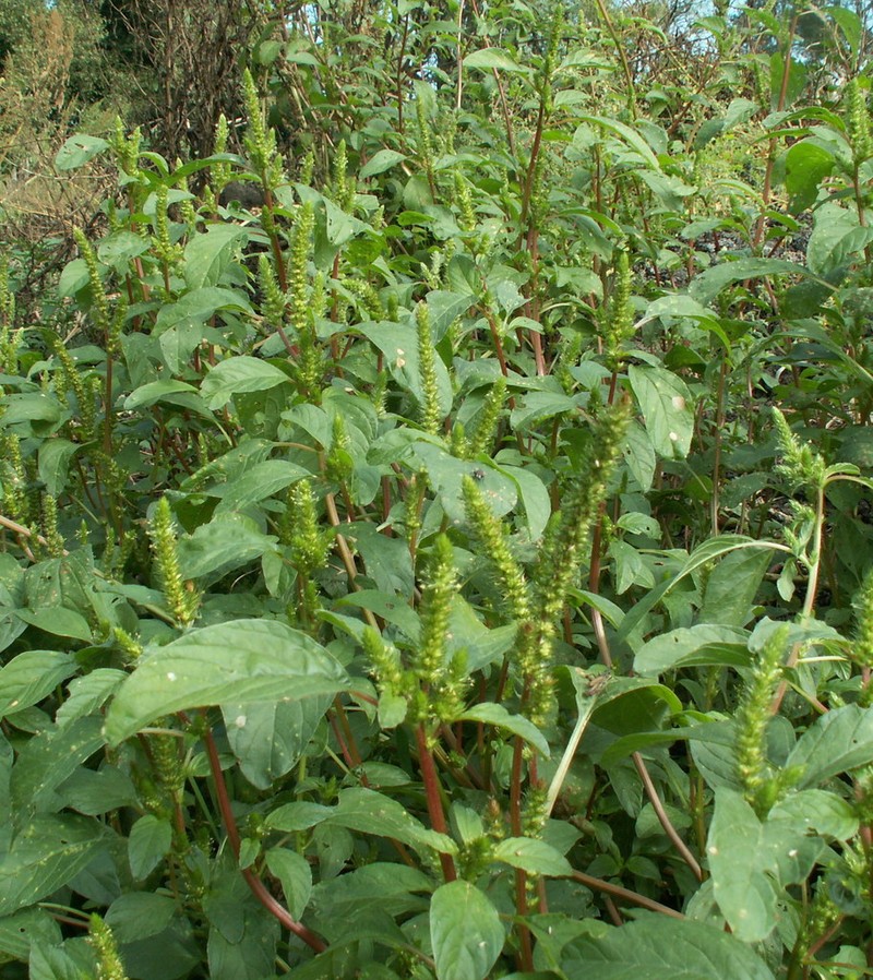Powell's Amaranth photo 5