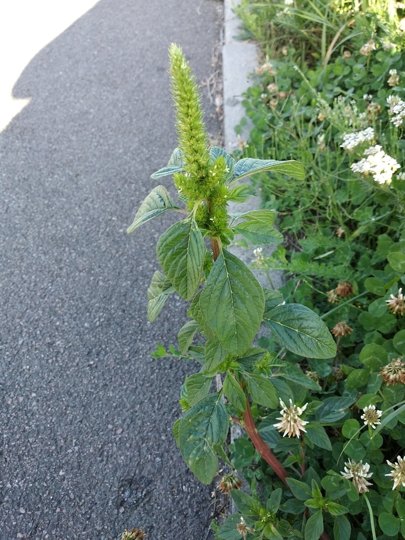 Powell's Amaranth photo 6