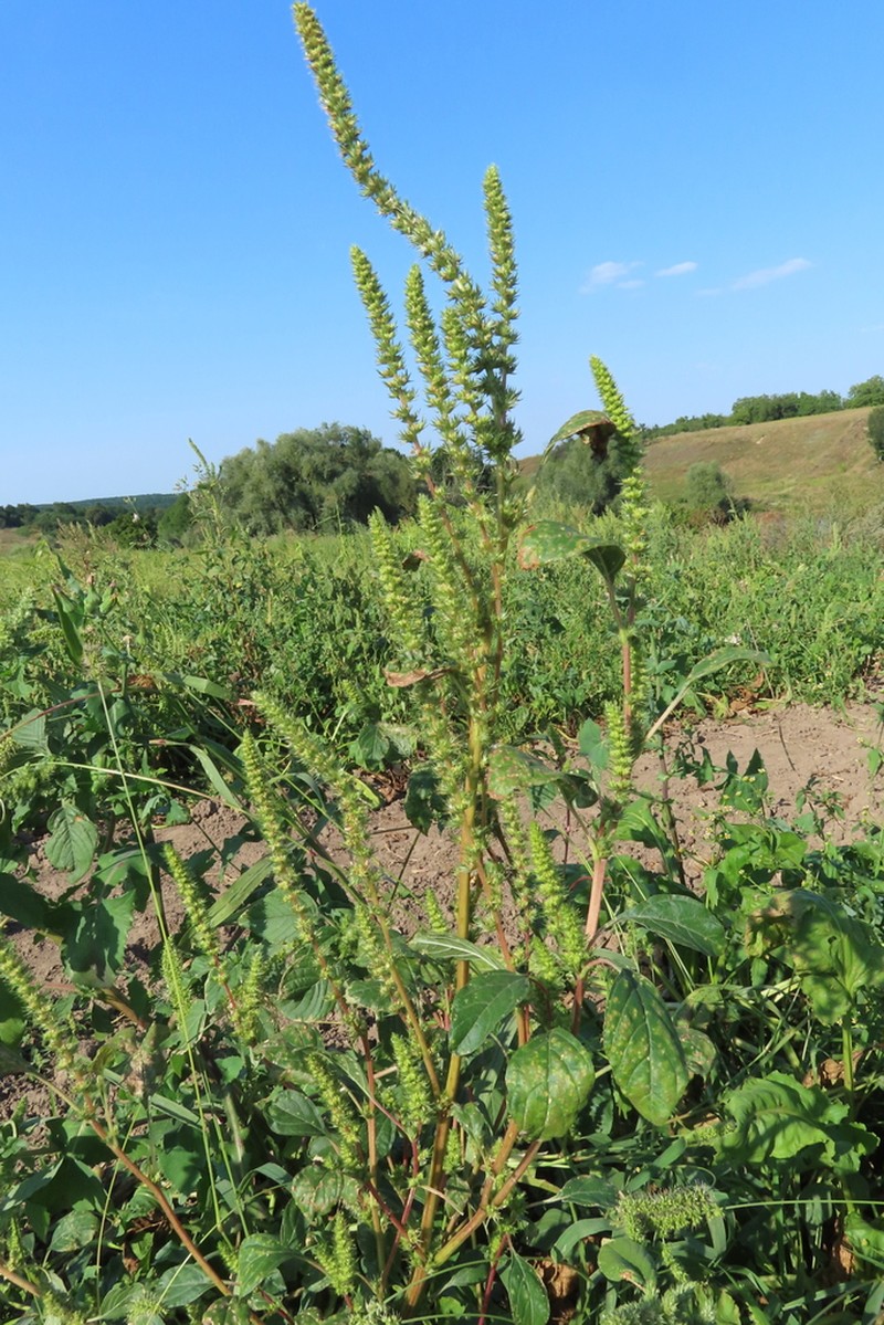 Powell's Amaranth photo 8