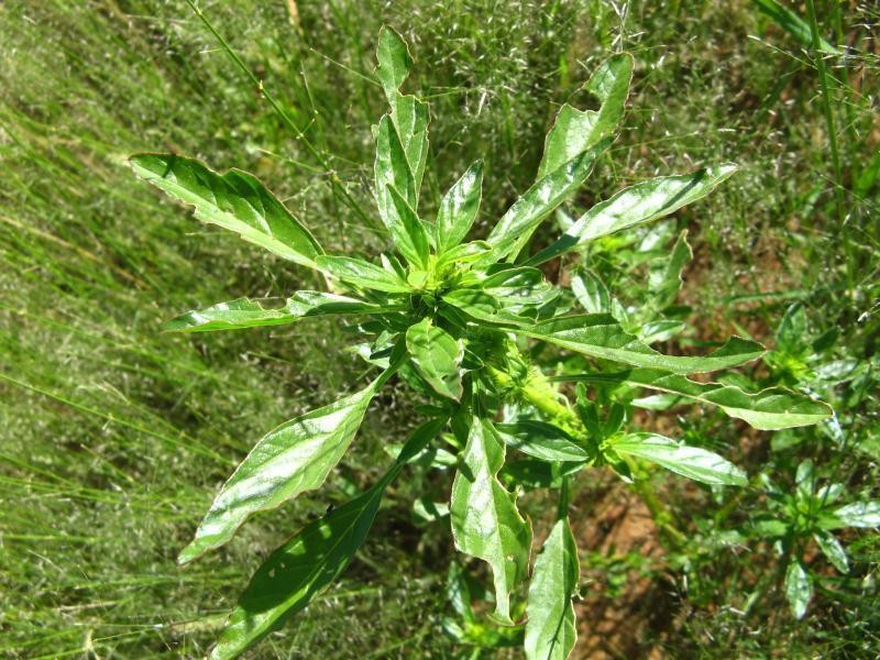 Amaranthus praetermissus