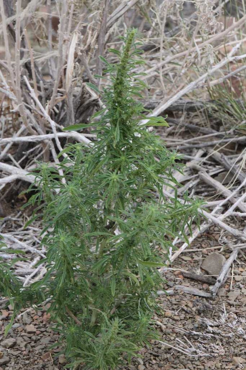 Amaranthus praetermissus photo 3