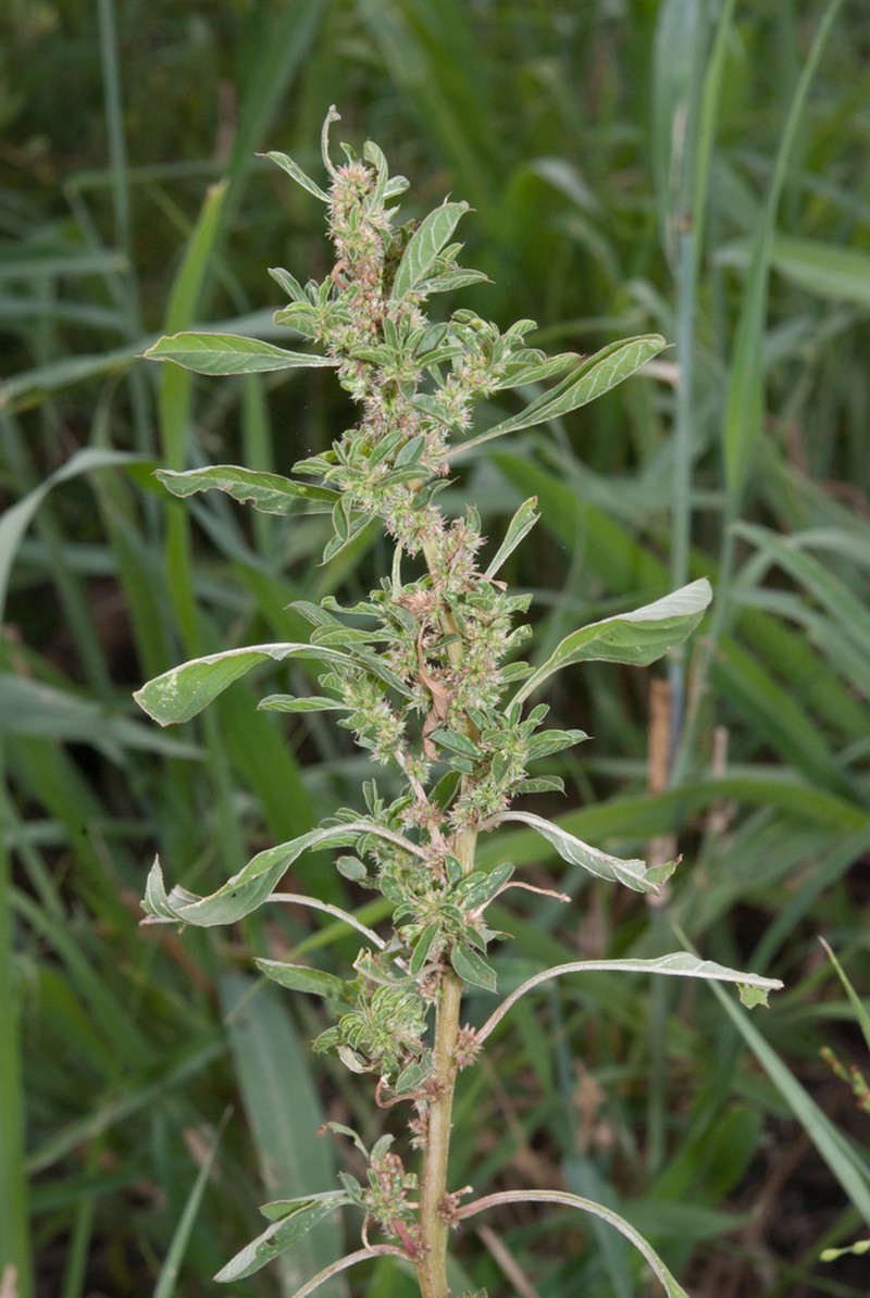 Amaranthus praetermissus photo 4