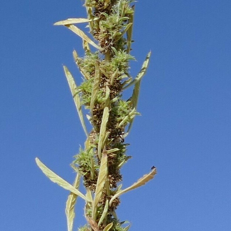 Amaranthus praetermissus photo 5