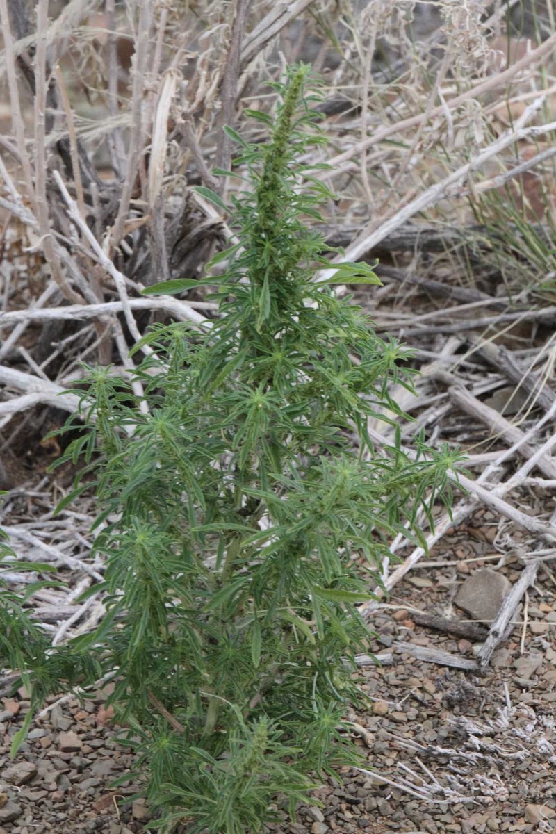 Amaranthus praetermissus photo 8