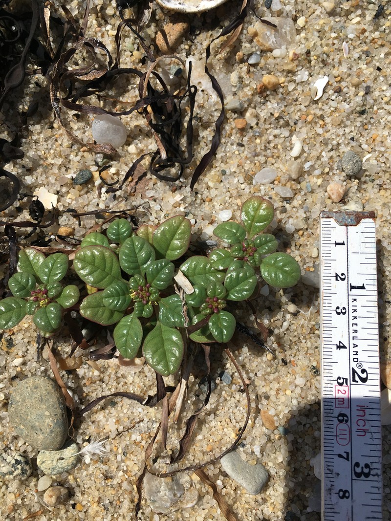 Seaside Amaranth