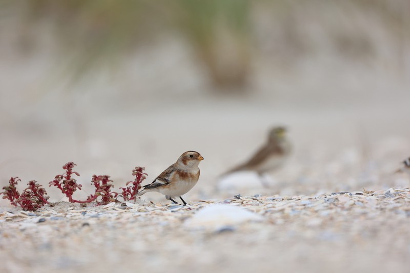 Seaside Amaranth photo 2