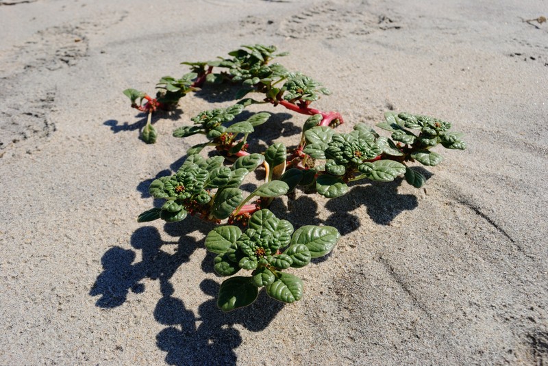 Seaside Amaranth photo 3