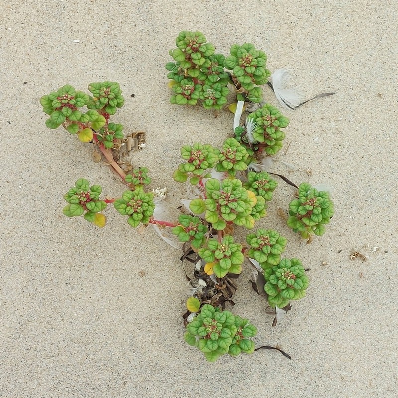 Seaside Amaranth photo 4