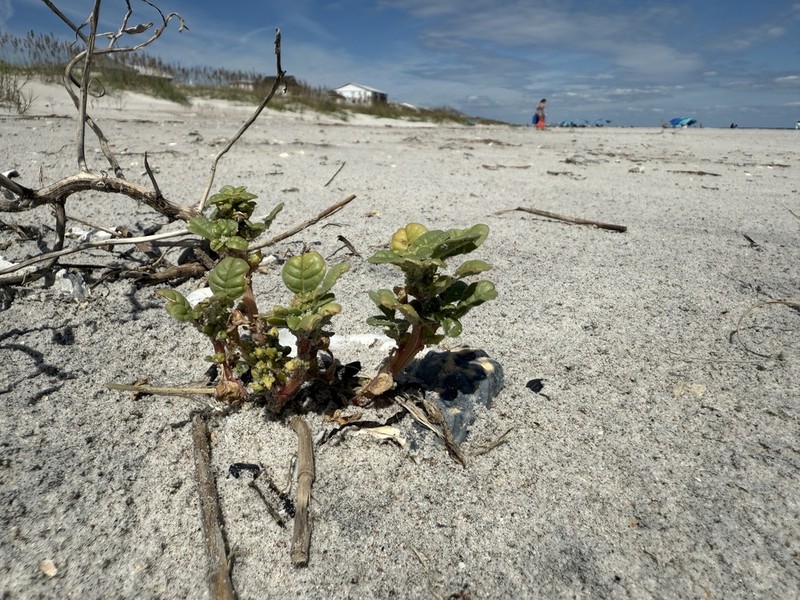 Seaside Amaranth photo 5
