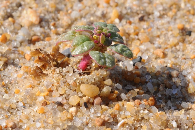Seaside Amaranth photo 6
