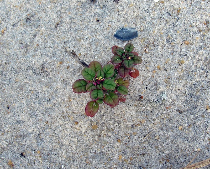 Seaside Amaranth photo 7