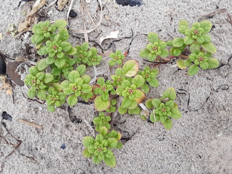 Seaside Amaranth photo 8