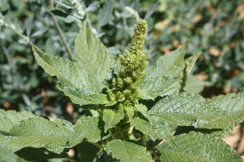 Redroot Amaranth photo 3