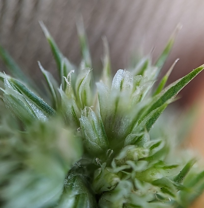 Redroot Amaranth photo 4