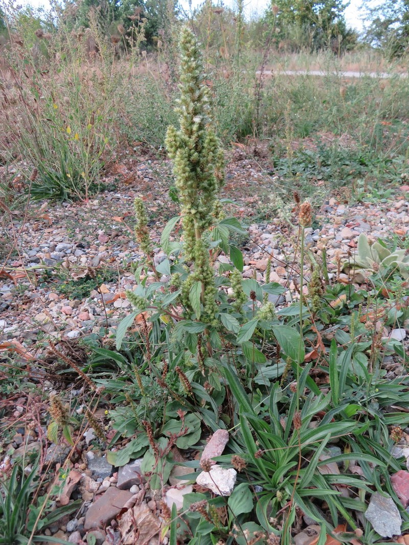 Redroot Amaranth photo 5