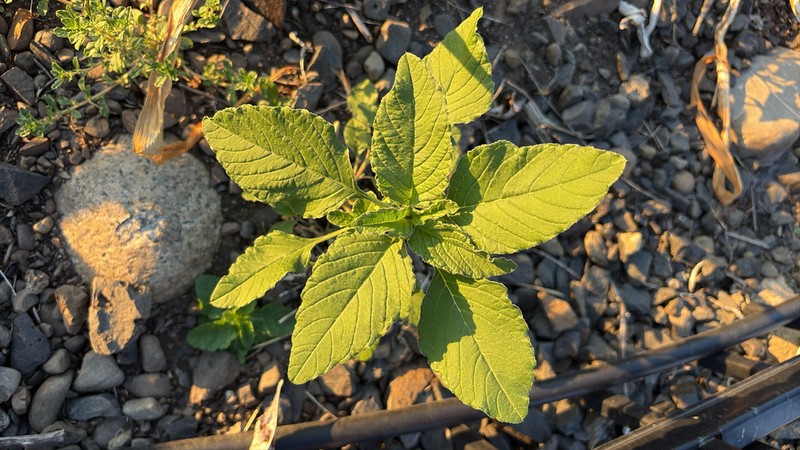 Redroot Amaranth photo 7