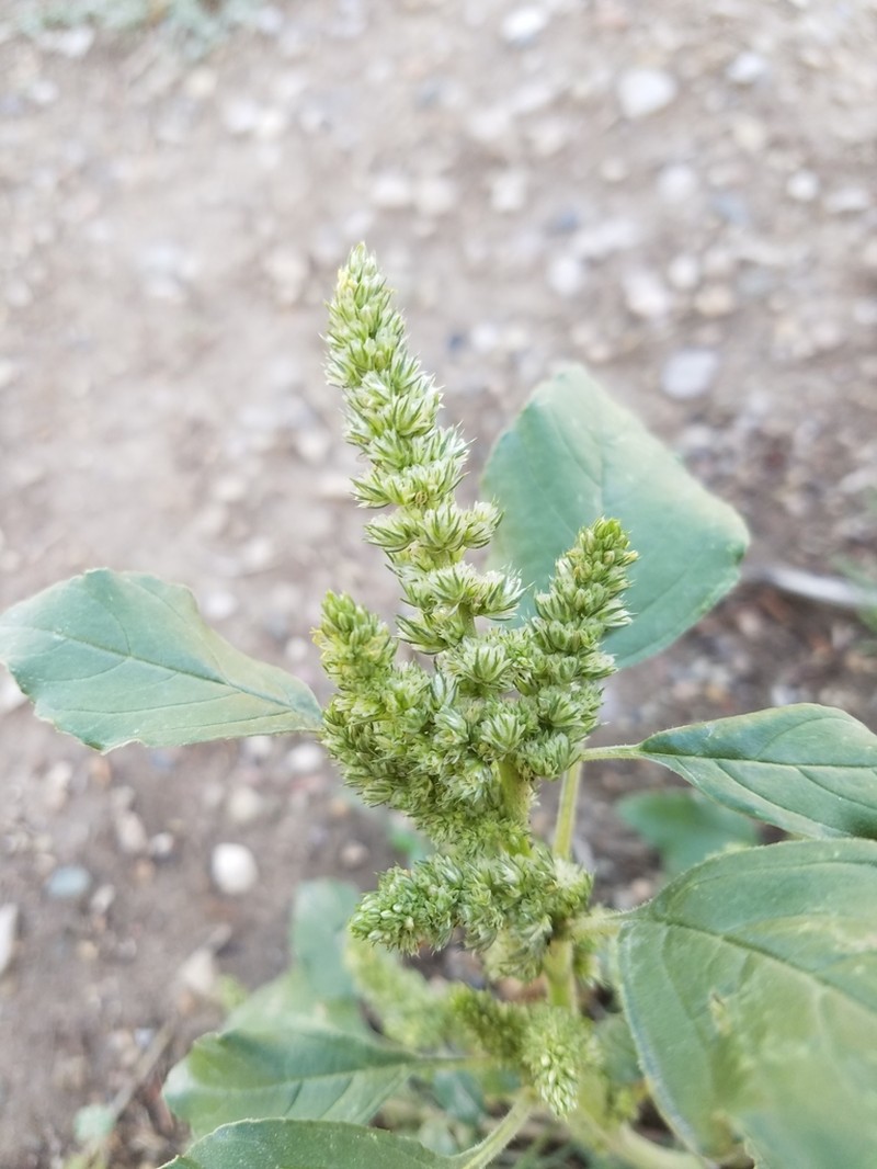 Redroot Amaranth photo 8