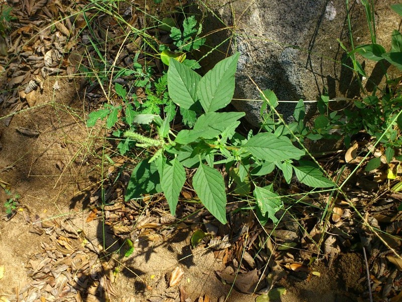 Amaranthus scariosus