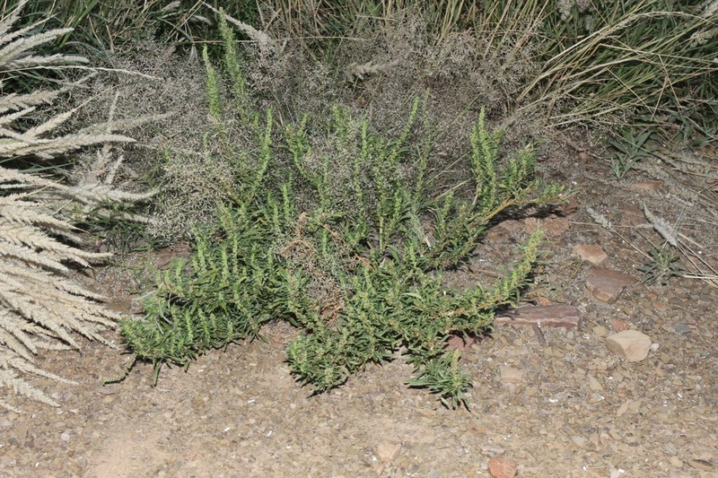 Amaranthus schinzianus