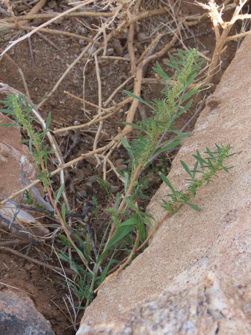 Amaranthus schinzianus photo 3