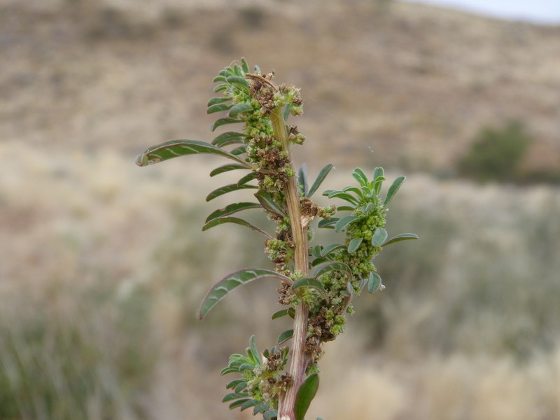 Amaranthus schinzianus photo 4