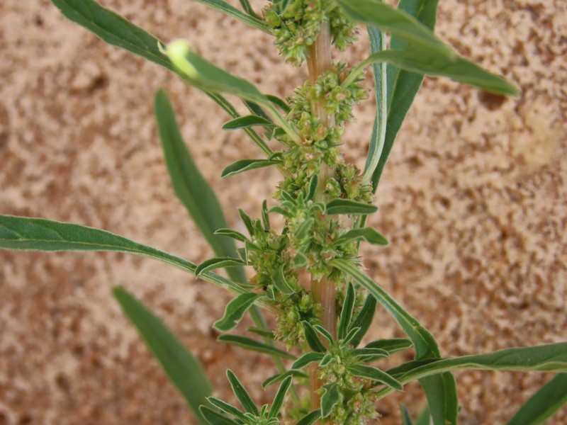 Amaranthus schinzianus photo 5