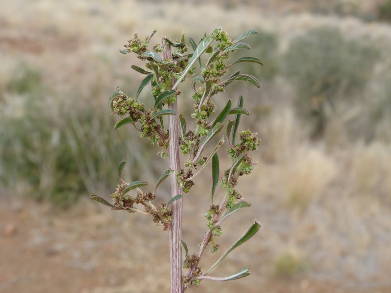 Amaranthus schinzianus photo 7