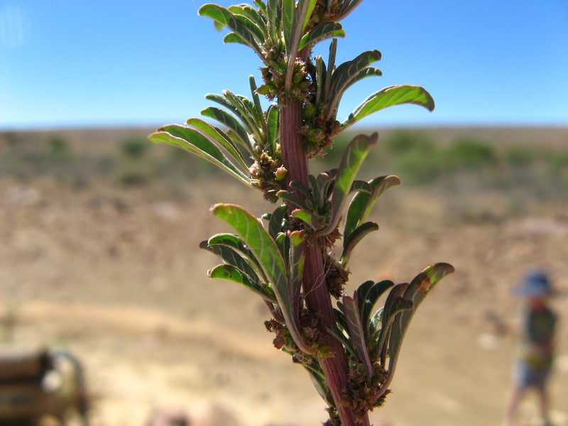 Amaranthus schinzianus photo 8
