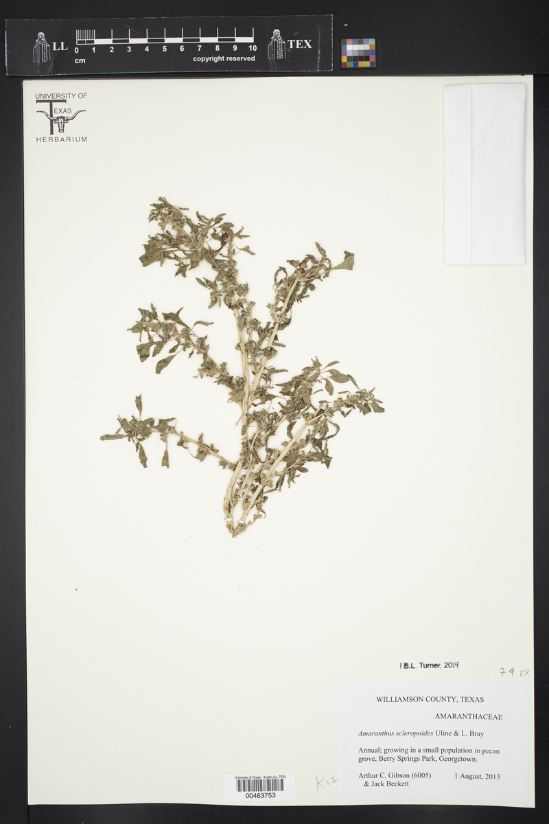 Bonebract Amaranth